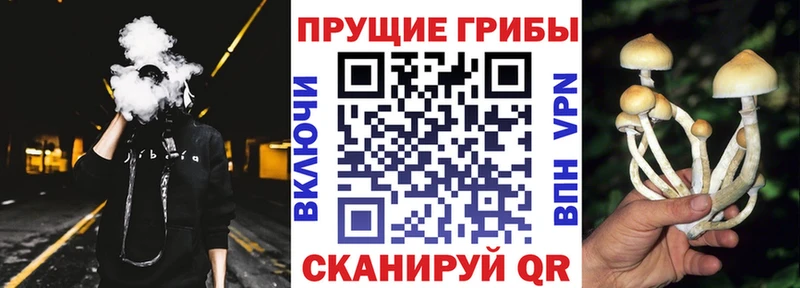 площадка какой сайт купить наркотик Козловка Псилоцибиновые грибы мицелий